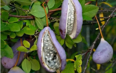 Акебия — уникальная новинка в садах Украины: ягоды и овощи на одной лиане